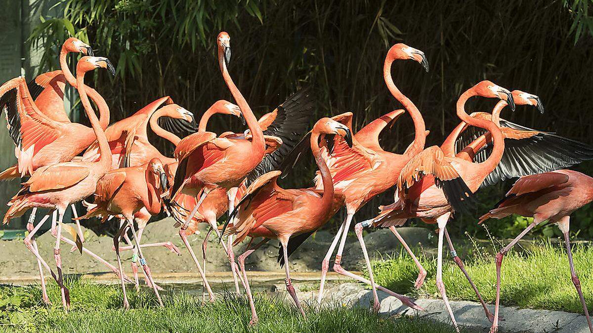 Die Roten Flamingos im Tiergarten