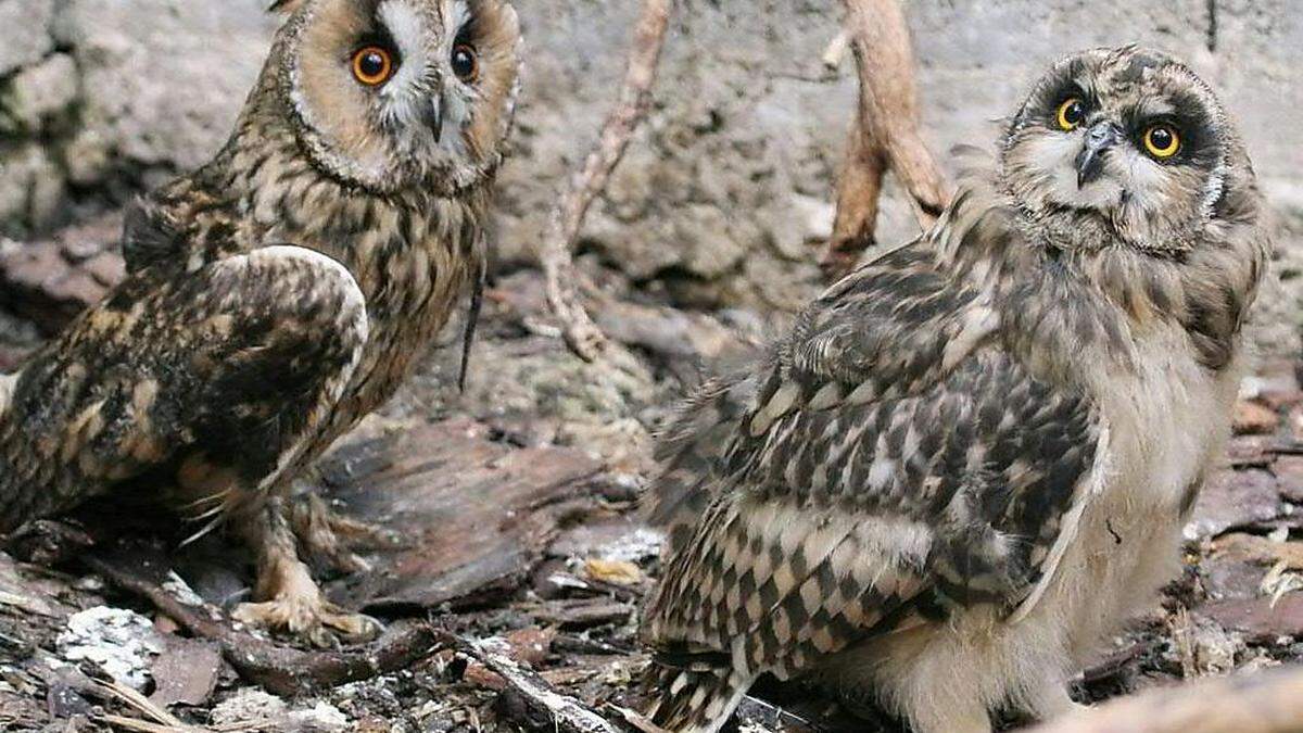 2015 wurde in Haringsee 970 Tieren geholfen werden.