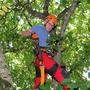 Robert Rogatsch arbeitet als Arborist für den Maschinenring Kärnten in der Baumpflege und Baumkontrolle