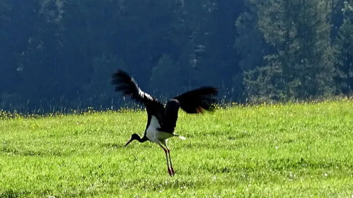 Schwarzstörche haben ein dunkles Gefieder und sind sehr scheu