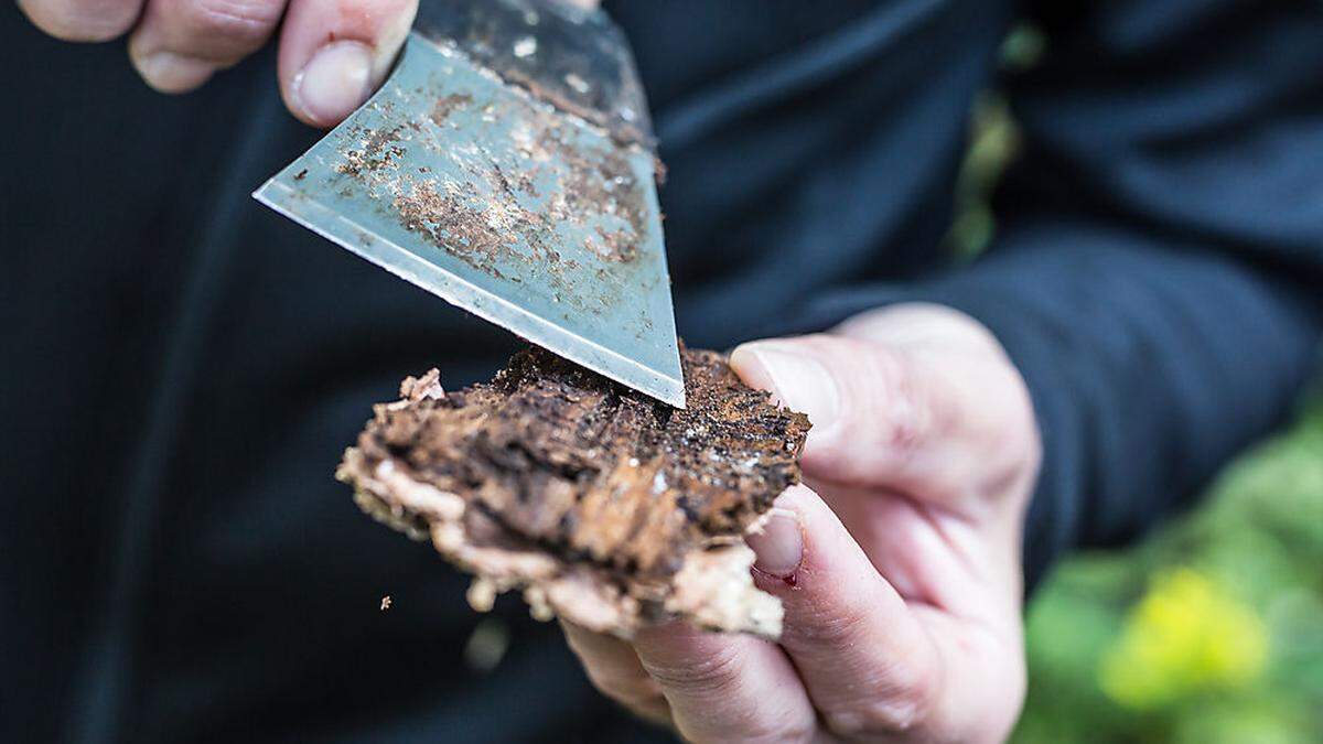 Auf der Innenseite der Rinde werden die Spuren des Borkenkäfer-Befalls besonders deutlich