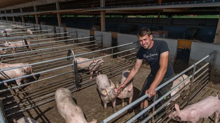 Im Stall von Markus Klobassa können die Schweine ins Freie...