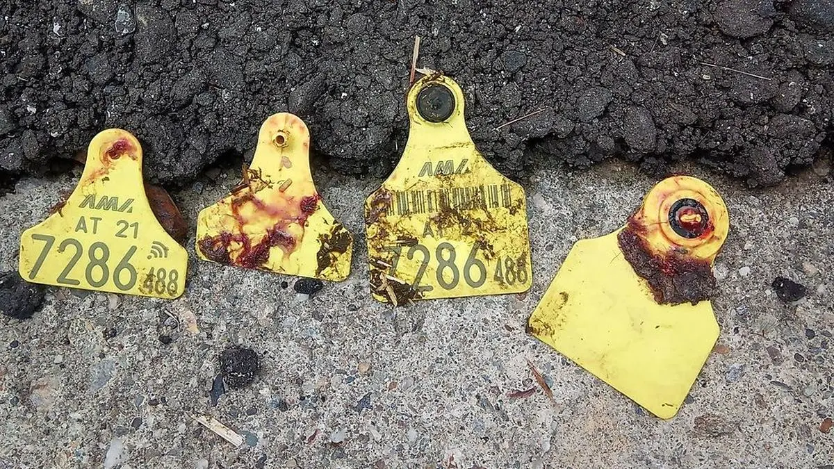Ohrmarken voller Blut - laut Viehhändler Petzl Alltag
