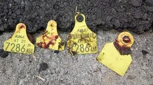 Ohrmarken voller Blut - laut Viehhändler Petzl Alltag