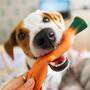 Lieber Karotte statt Wurst? Auch bei Hunden wird vermehrt auf vegetarische bzw. vegane Ernährung zurückgegriffen