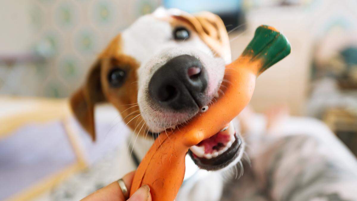 Lieber Karotte statt Wurst? Auch bei Hunden wird vermehrt auf vegetarische bzw. vegane Ernährung zurückgegriffen