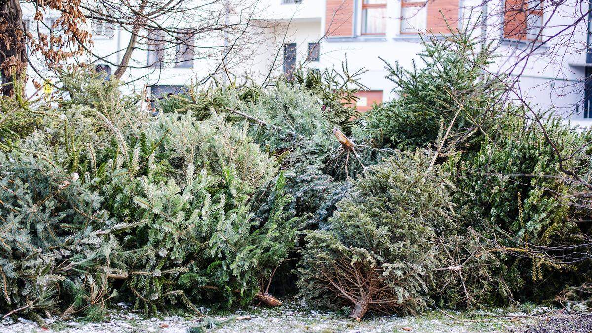 Ein Überblick über die Christbaum-Sammelplätze im Bezirk (sujet)