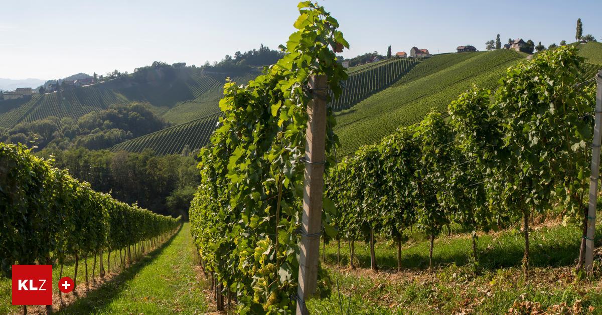 Schwere-Zeiten-f-r-Weinbau-Ein-guter-Weinjahrgang-l-sst-gebeutelte-Branche-hoffen