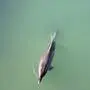 Delfin im Fluss