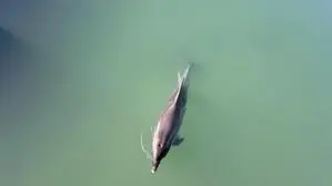 Delfin im Fluss