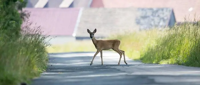 Ein Reh überquert eine Gemeindestraße am Waldrand, im Hintergrund sind Hausdächer zu sehen