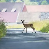 Allein in der Steiermark werden jährlich 7000 Unfälle mit Rehen gemeldet