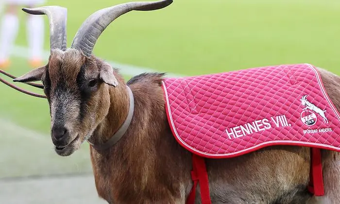 Hennes VIII. vom FC Köln