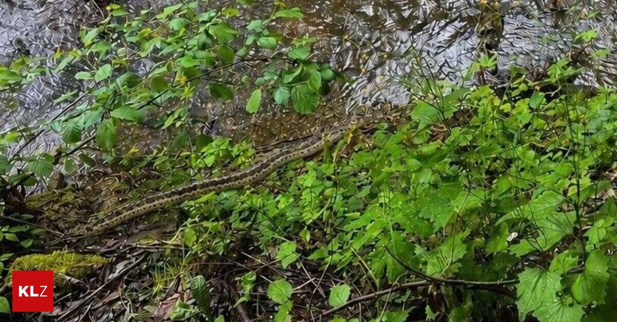 Phyton-Verdacht-W-rgeschlange-in-der-Steiermark-gesichtet