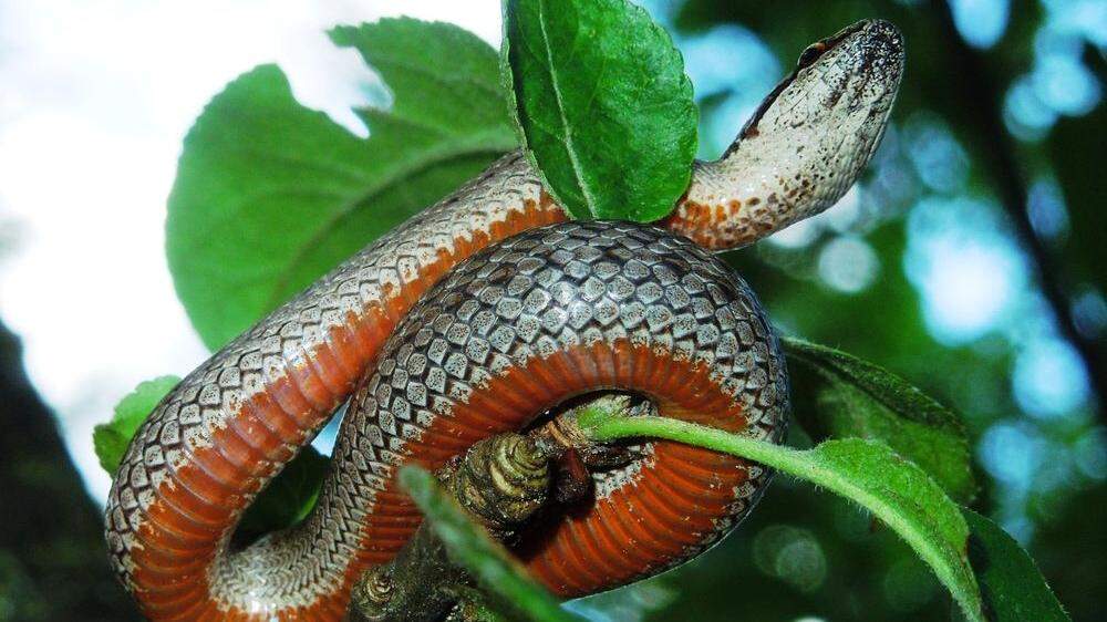 Alle heimischen Schlangenarten sind geschützt (im Bild eine Schlingnatter)