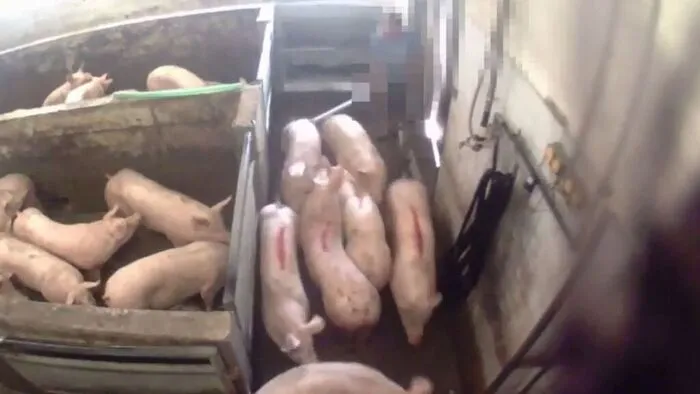 Die Tierschutzombudsfrau zeigt sich von den Bildern „tief betroffen“