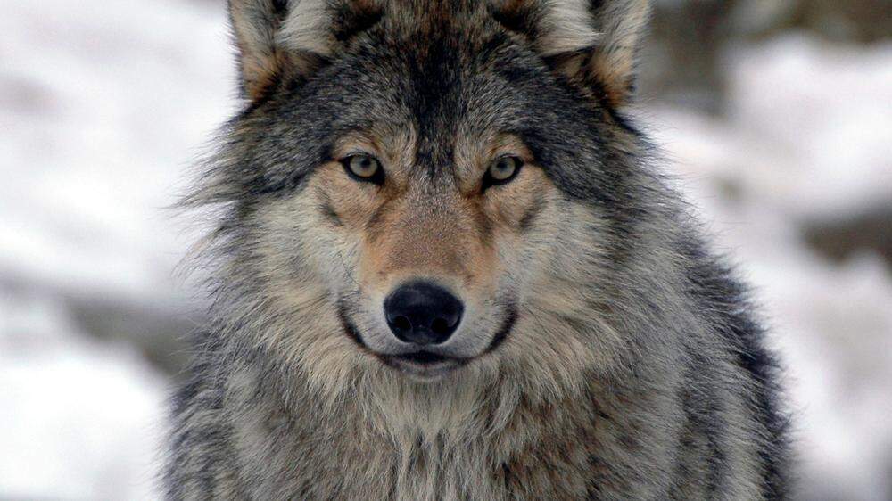 Wer einem Wolf begegnet, sollte einige Regeln beachten (Symbolfoto)