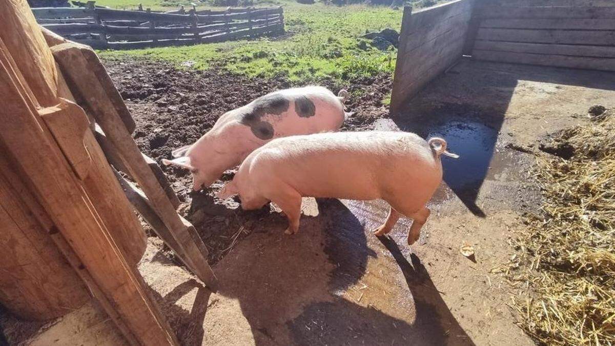 Gina und Lois müssen von der Alm zurück in den Stall