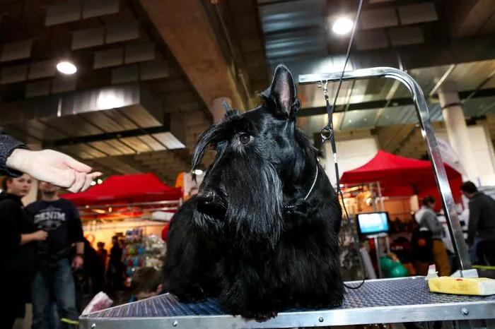 Auch alles rund um den Hund ist Thema der Ausstellung – Tipps zu Haltung, Ernährung, Erziehung und auch tierische Accessoires sind zu haben.