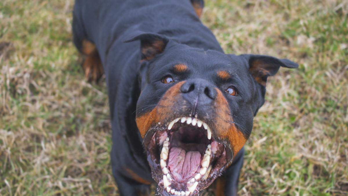 Rottweilerhündin biss Mann und andere Hündin (Sujet)