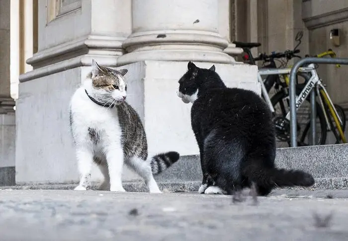 July 17, 2016 - London, London - London, UK. Larry the cat, who belongs to the Prime Minister and lives at 10 Downing Street, and Palmerston, the Foreign and Commonwealth Office cat, square off against each other and fight on Downing Street. London PUBLICATIONxINxGERxSUIxAUTxONLY - ZUMAl94_

July 17 2016 London London London UK Larry The Cat Who belongs to The Prime Ministers and Lives AT 10 Downing Street and Palmerston The Foreign and Commonwealth Office Cat Square off against each Other and Fight ON Downing Street London PUBLICATIONxINxGERxSUIxAUTxONLY  
