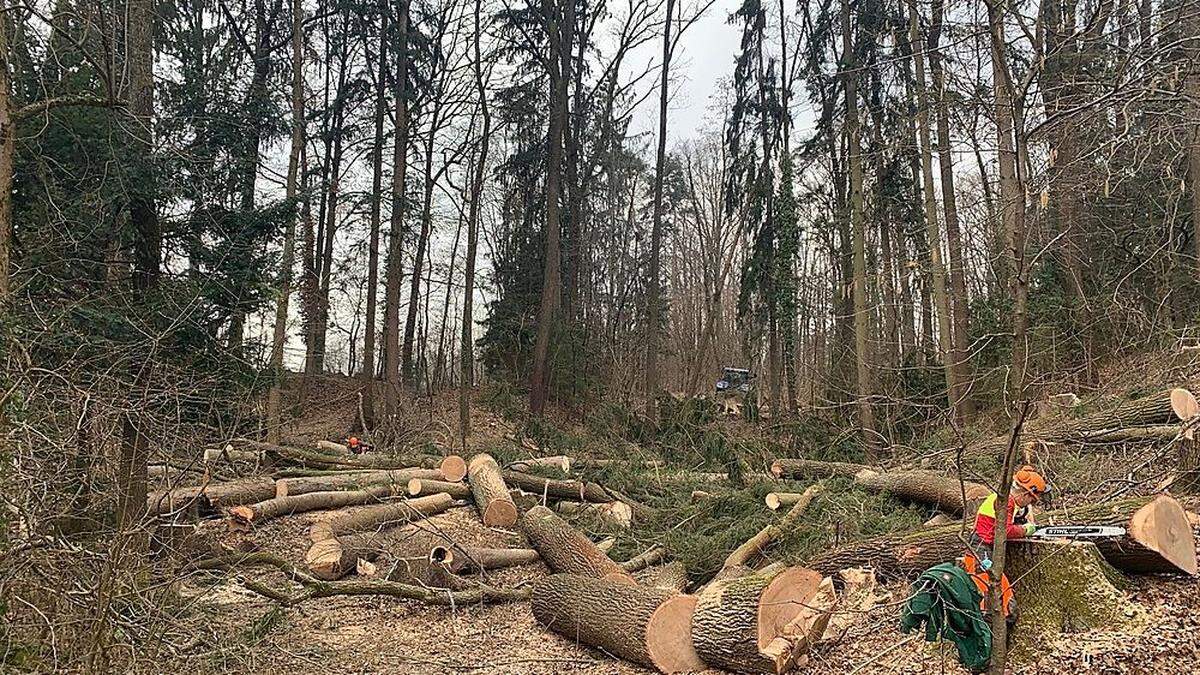 Der Wald lichtet sich schon ordentlich.