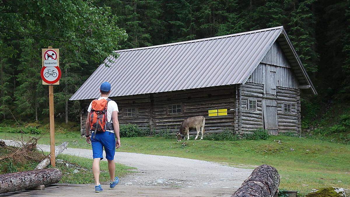 Mehrere Tafeln weisen Hundebesitzer auf das Verbot hin