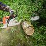 Tödlicher Forstunfall: 26-Jähriger von Baumstämmen getroffen 