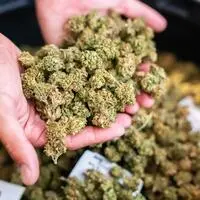 Unter anderem CBD-Blüten des steirischen Produzenten CanAdelaar sind seit heute in österreichischen Trafiken erhältlich