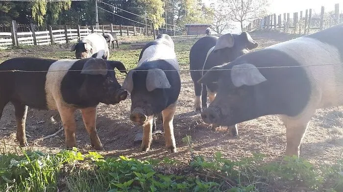 Die Schwäbisch-Hällischen Landschweine genießen die wärmenden Sonnenstrahlen