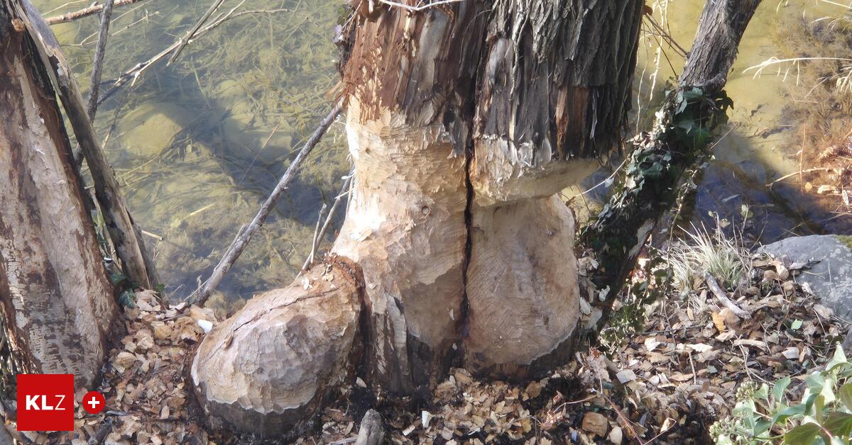 Spuren-im-Bezirk-Familie-Biber-ist-nach-Leoben-gekommen-um-zu-bleiben
