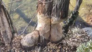 Im Bereich des Neuen Rathauses in Leoben ist eine Biberfamilie eifrig am Werken