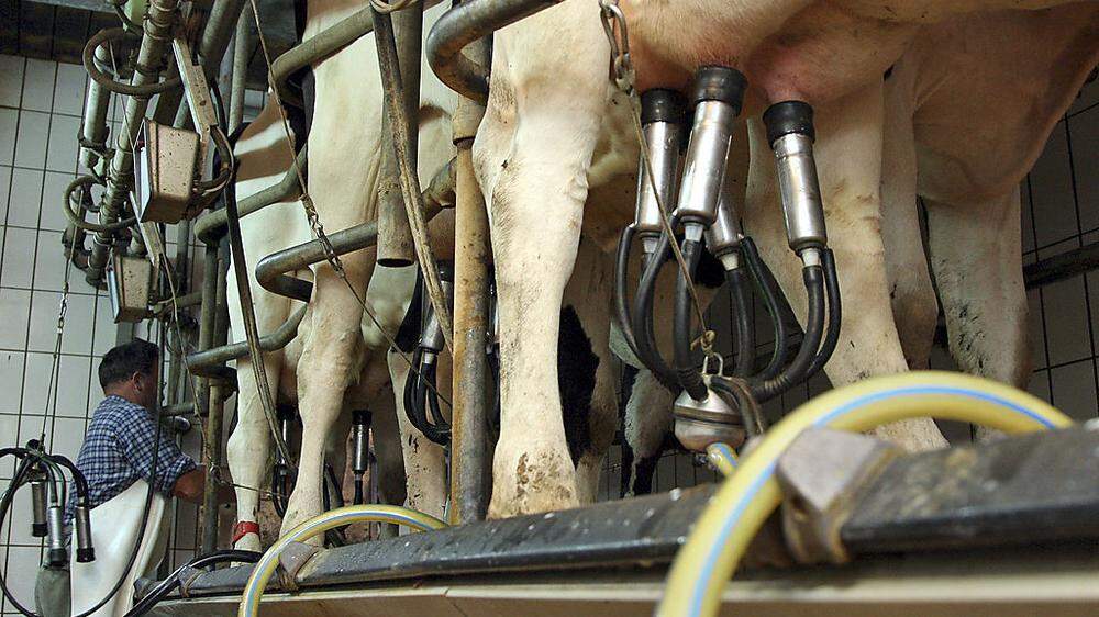 Kühe an der Melkmaschine: Erzeugerpreise sind im Keller