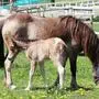 Fohlen "Córóna" ist derzeit noch am liebsten in der Nähe ihrer Mutter "Runa"