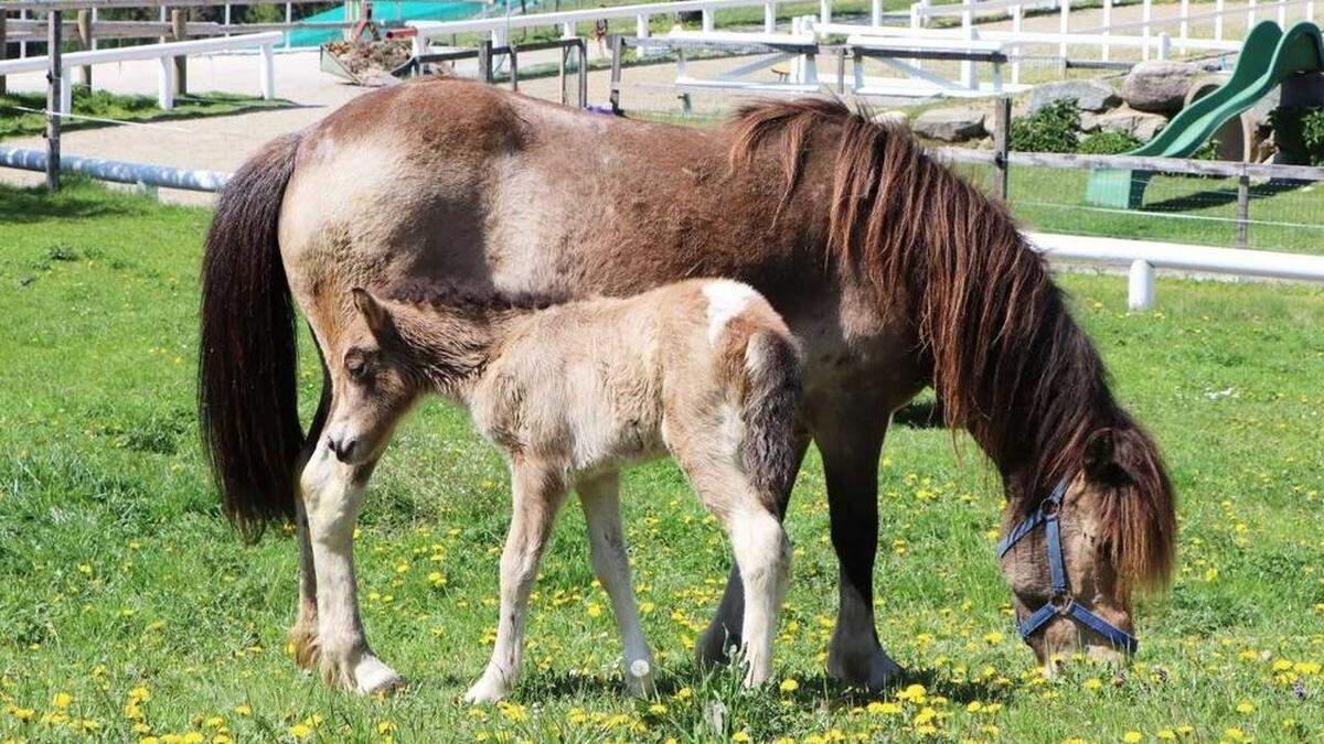 Fohlen &quot;Córóna&quot; ist derzeit noch am liebsten in der Nähe ihrer Mutter &quot;Runa&quot;