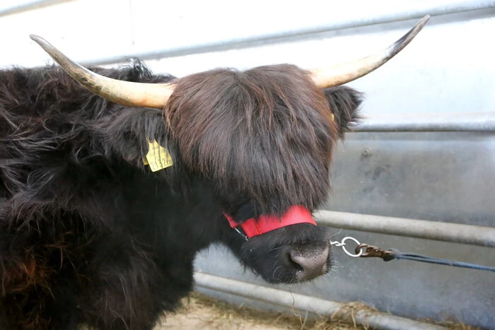 Einer der Höhepunkte des Tages: Das „Jungrinder-Championat“ mit sieben verschiedenen Rassen (Angus, Charolais, Fleckvieh-Fleisch, Kärntner Blondvieh, Limousin, Pinzgauer Fleisch, Schottisches Hochlandrind).