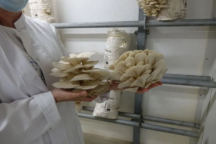 Die Pilze kann man nicht nur frisch, sondern auch in getrockneter und verarbeiteter Form kaufen.