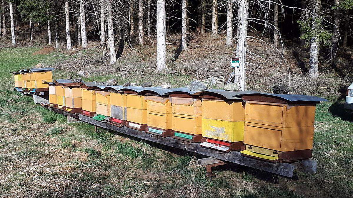 An diesen im Raum Murau aufgestellten Bienenstöcken machte sich der ungebetene Gast aus Kärnten zu schaffen