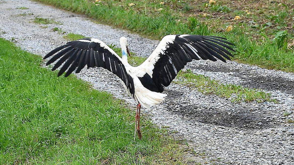 Vier der fünf Stallhofner Störche, die durch Hagel verletzt worden waren, wurden am Mittwoch ausgewildert