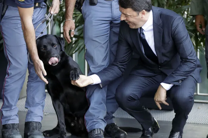 Labrador Retriever Leo wurde im vergangen Jahr in Italien berühmt. Er durfe dem italienischen Premier Matteo Renzi die Pfote schütteln, nachdem er nach einem Erdbeben ein vierjähriges Mädchen gefunden hatte.  