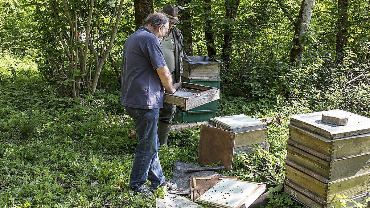 In Maria Rain hat der Bär einen Bienenstock geplündert.