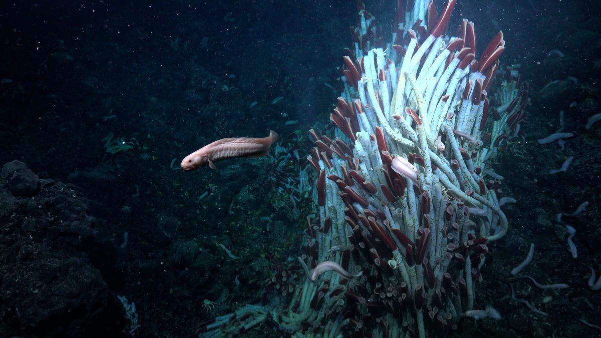 Eine Aalmutter neben einem Turm aus Röhrenwürmern am Tica Vent auf dem Ostpazifischen Rücken in 2500 Metern Tiefe