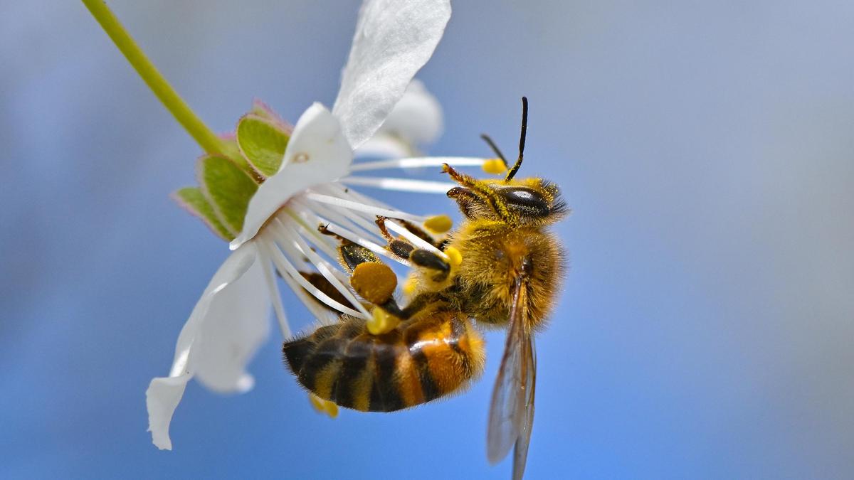 Um Bienen und andere Insekten und Tiere zu schützen, wurde in Etzersdorf eine vier Hektar große Fläche aktiviert