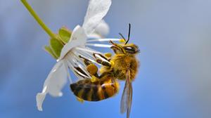 Um Bienen und andere Insekten und Tiere zu schützen, wurde in Etzersdorf eine vier Hektar große Fläche aktiviert