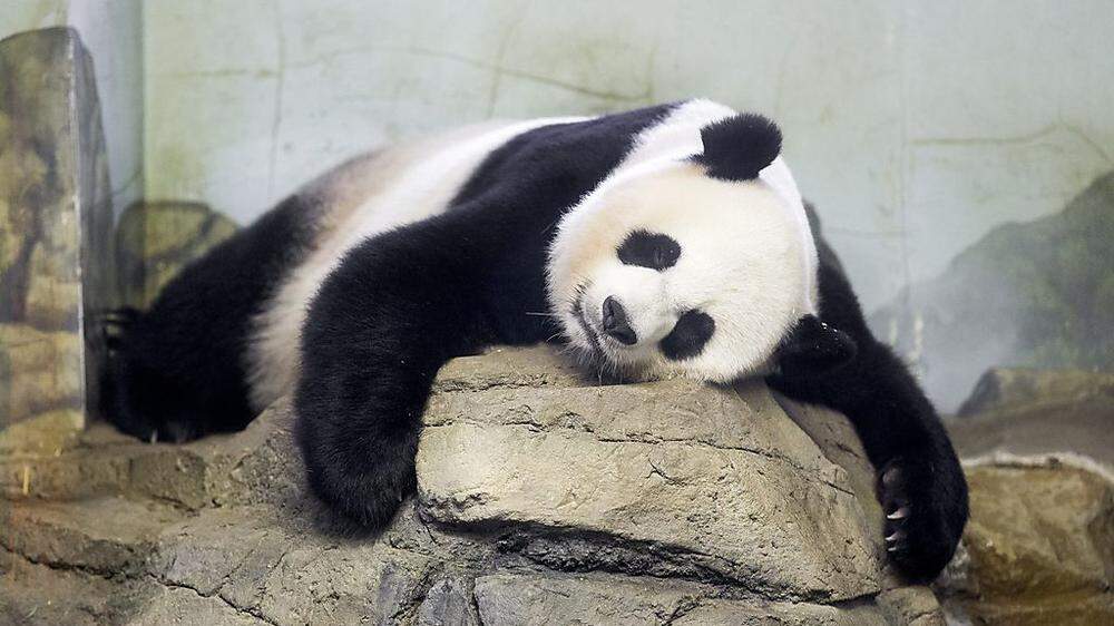 Erschöpfte Panda-Mama nach der Geburt
