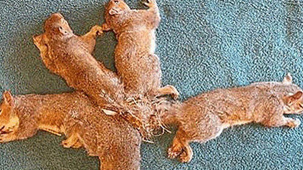 Fünf Eichhörnchen, die sich mit ihren Schwänzen ineinander verknotet hatten, sind in den USA gerettet worden