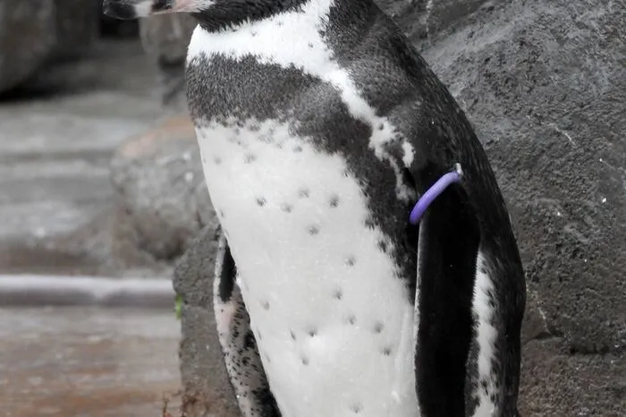 "Wir stellten ihm die Pappfigur zur Seite, die ihm bis zu seinem Ende Kraft gab", sagten Pinguinpfleger im Zoo örtlichen Medien nach dem Tod Grapes.