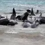 A TV frame grab taken on July 26, 2023, from ABC TV Australia shows pilot whales stranded at Cheynes Beach near Albany, in Western Australia. More than 50 pilot whales have died hours after stranding themselves on a beach in Western Australia, with authorities saying they are scrambling to save dozens more. (Photo by Laurent FIEVET / ABC TV Australia / AFP) / - Australia OUT / RESTRICTED TO EDITORIAL USE - MANDATORY CREDIT AFP PHOTO / ABC TV Australia - NO MARKETING - NO ADVERTISING CAMPAIGNS - DISTRIBUTED AS A SERVICE TO CLIENTS