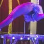 Akrobatik pur im Circus Dimitri