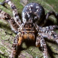 Die Südrussische Tarantel gilt als größte Spinne Mitteleuropas – seit 2024 ist sie in der Steiermark aktiv